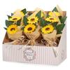 Soap Flower – Two Sunflower Bouquet