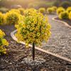 Faux Flower Ground Stake Weatherproof Garden Pick Weather Friendly Outdoor Decoration for