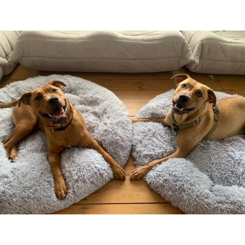 Super Soft Dog Bed Plush Cat Mat Dog Beds Round Cushion Pet Product Accessories Washable Dog and Cat Cushion Bed Winter Warm Sofa Hot Sell
