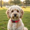 Safety Buckle Reflective Dog Collar Adjustable No Pull Training Collars  Small and Medium Dog