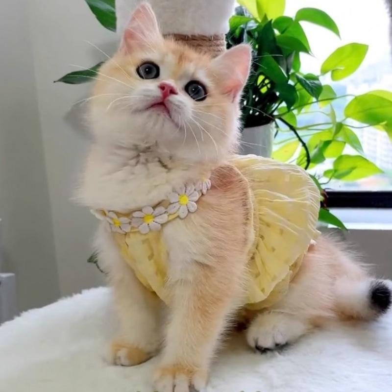 Pretty Small Cat Dress Summer Cute Small Dog Skirt Thin Yellow Collar Mini Puppy Princess Dress Cat Skirt