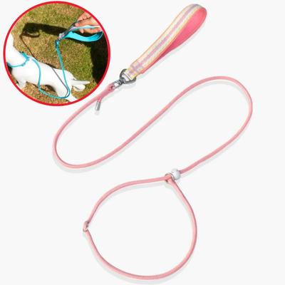 Cani – Collari e guinzagli per cani