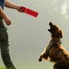 Bissfestes Zerrspielzeug für Hunde, für kleine und mittlere Hunde, für Zerrspiele, Ziehen
