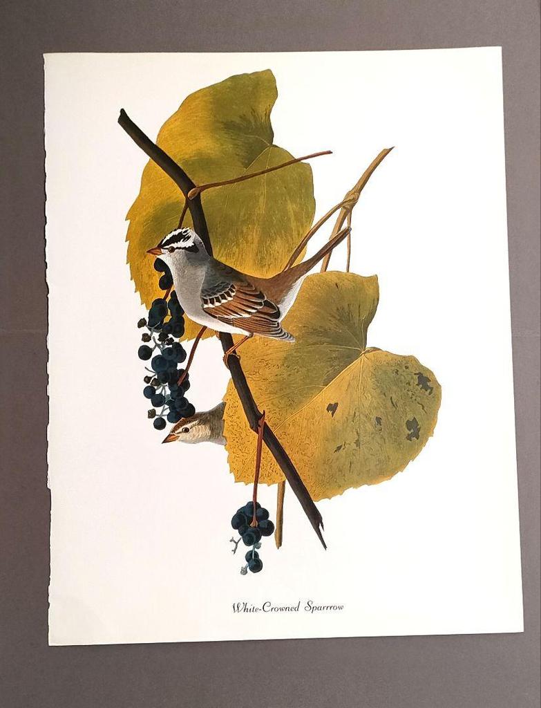 [USED] Poster: White-crowned Sparrow, Audubon Bird Illustration Sheet, Birds of America