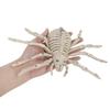 Skeleton Model Halloween Animal Skeleton Bat Mouse Lizard Scorpion Halloween Bats Skeleton   Home