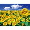 2000-teiliges Puzzle – Sonnenblumenfeld und blauer Himmel, beliebtes koreanisches Puzzle