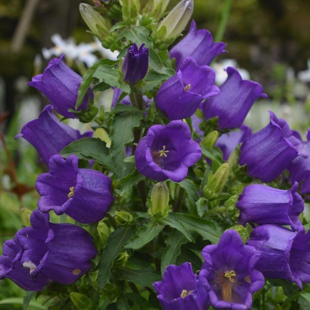 Wisteria floribunda 'Issai-naga' - GLICINE VIOLA Pianta Rampicante