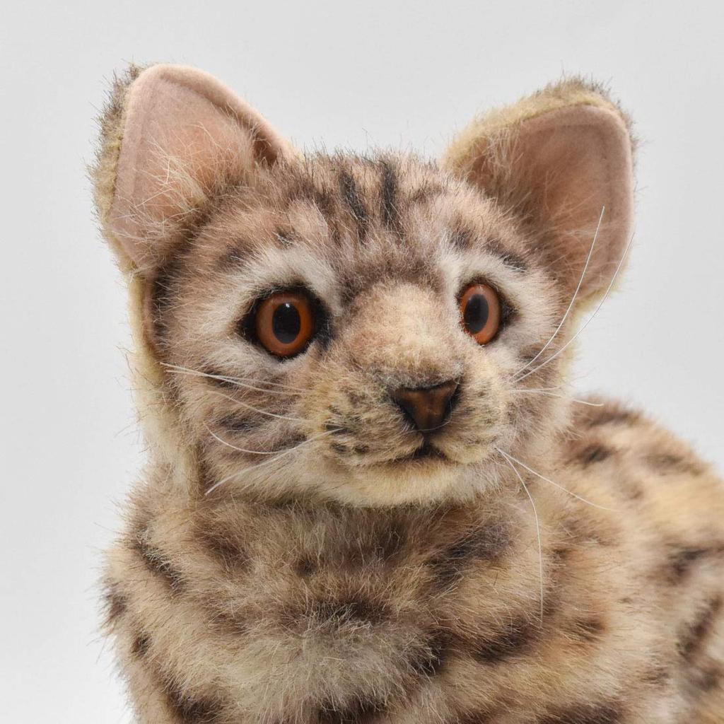 BH7844 HANSA Bengal Wildcat 35