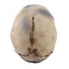2pcs Resin Tabletop Skeleton Model Dispaly Props