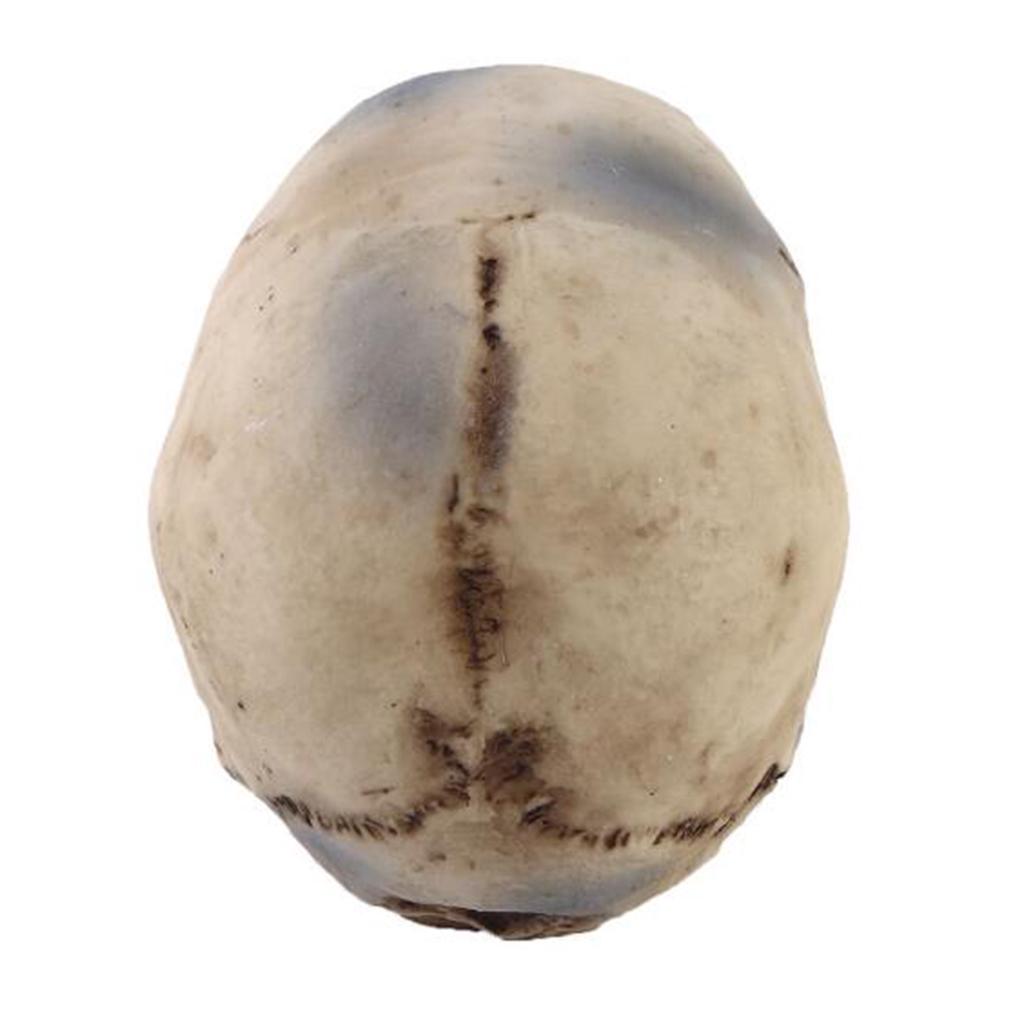 2pcs Resin Tabletop Skeleton Model Dispaly Props