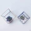 Glaswürfel Terrarium Luftpflanzen Behälter Box