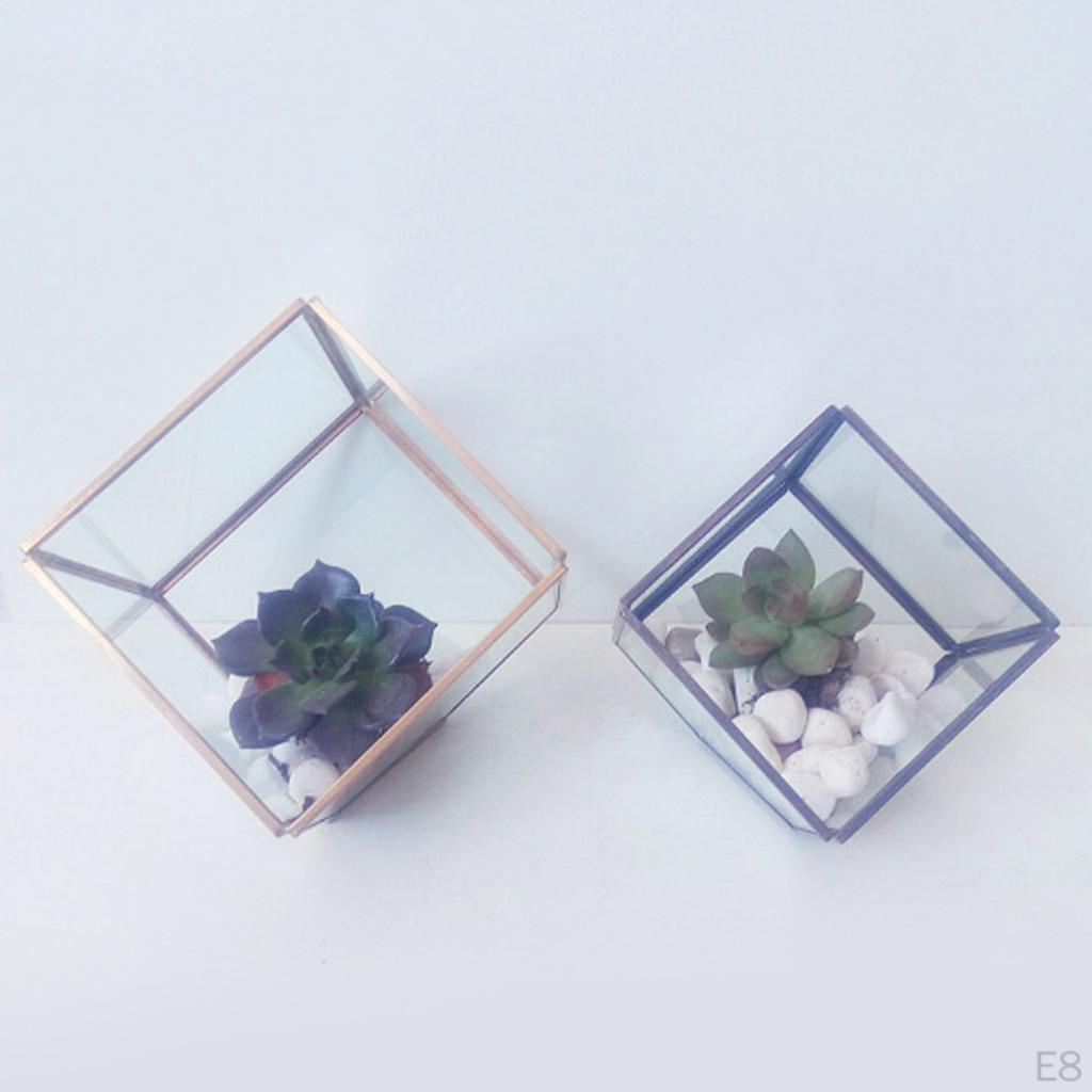 Glaswürfel Terrarium Luftpflanzen Behälter Box