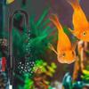 Hook Design Aquarium Water Inlet Outlet Tube UPVC Fish Tank Bend Tube  Aquarium