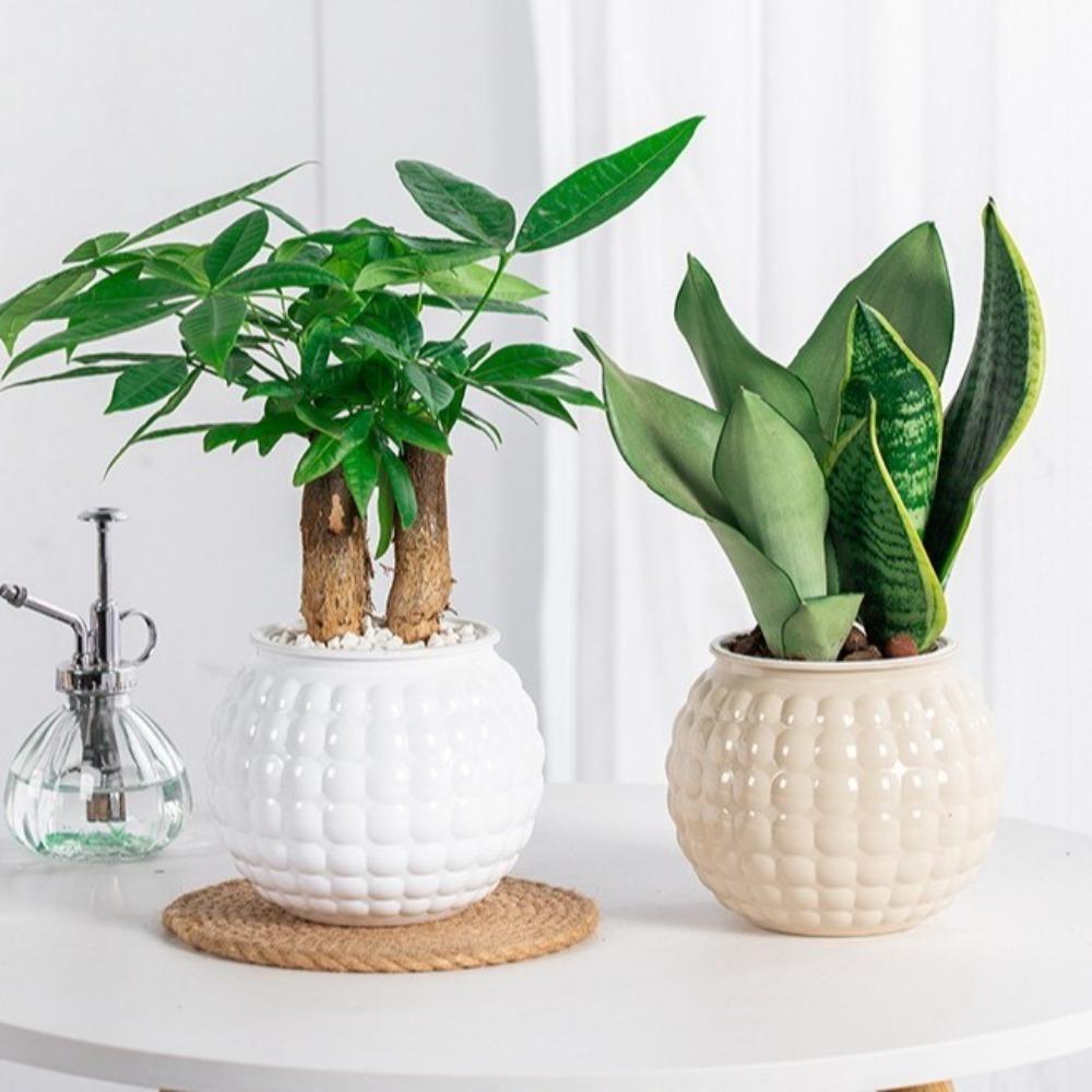 Removable Hydroponic Plants Pot Self Watering Office Bonsai Decor  for Plants and Flowers