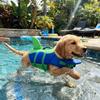 Superior Buoyancy Pet Life Jacket Shark Shape Dog Swimming Suit Cute Safety Vests  Boating Safety
