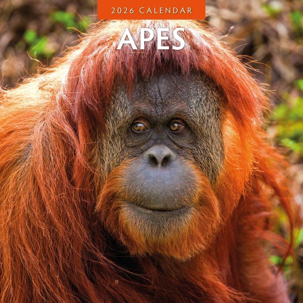 Apes - 2026 Square Wall Calendar - by Red Robin Publishing