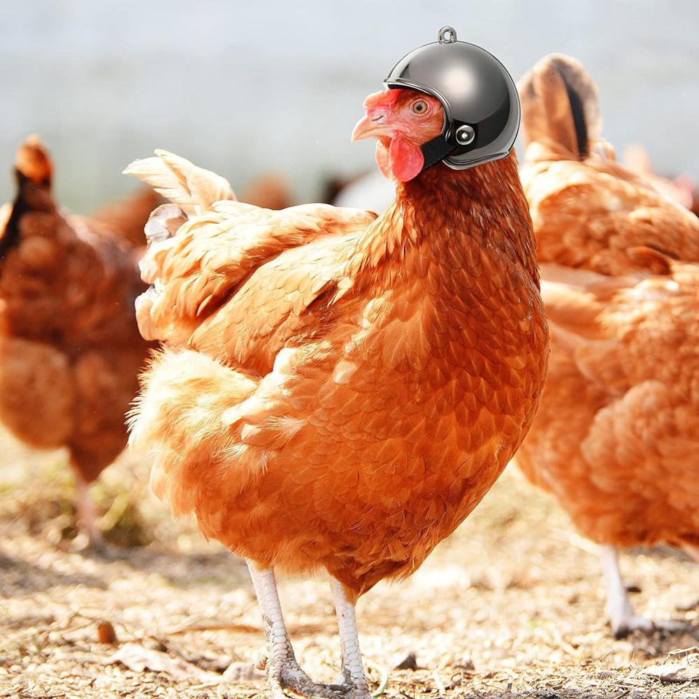 1Pc Chicken Helmet Small Pet Hard Hat Bird Quail Pigeon Hat Headgear Pet Bird Helmet DIY Cartoon Character Helmet Pet Supplies