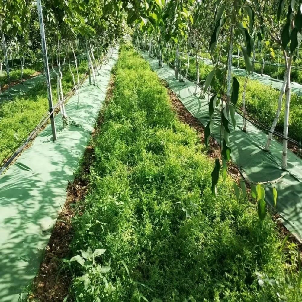 Pre-punched Holes Weed Proof Cloth Biodegradable Weed Control Ground Cover Irrigation Use