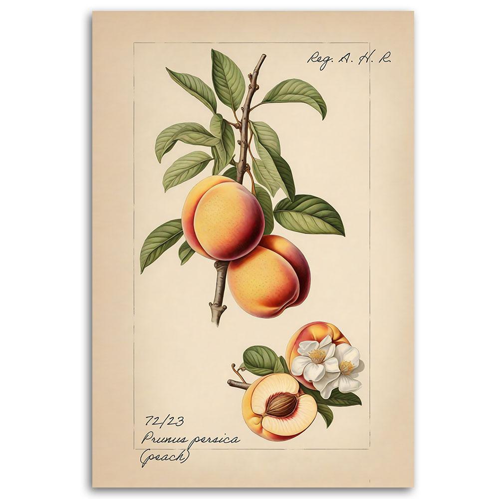 Canvas print, Fruit Vintage Peach