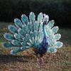 Wrought Iron Peacock Display Stand Creative Vintage Figurine Outdoor Garden Decor Window Display Ornament  Peacock Decoration