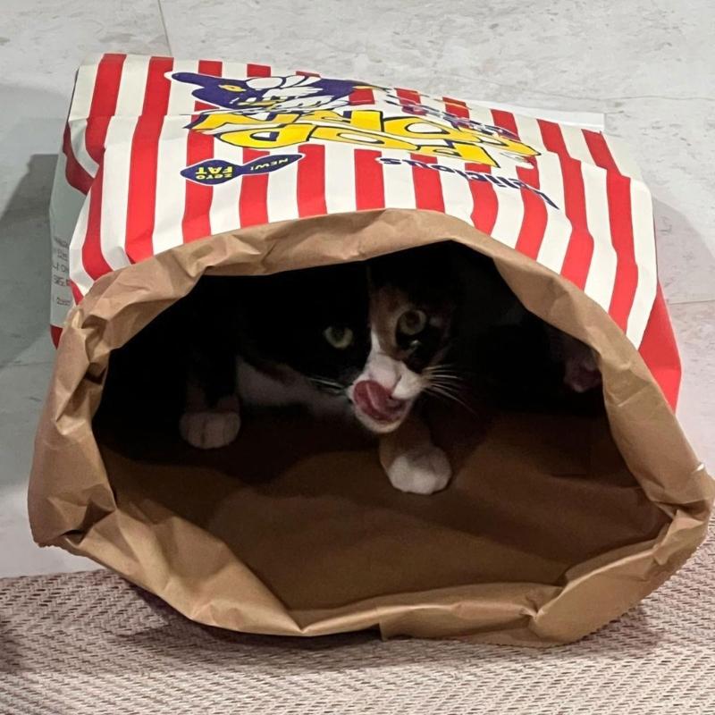 PopcornBag Cat Tent Toy PlayTunnel Tent House Dogs Kraft Paper Bag Hideaway Tunner Boredom Pet Indoor Entertainment Toy