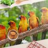 Kitchen Multifunctional Decorative Tempered Glass Board Parrot Branch 80X52 Cm