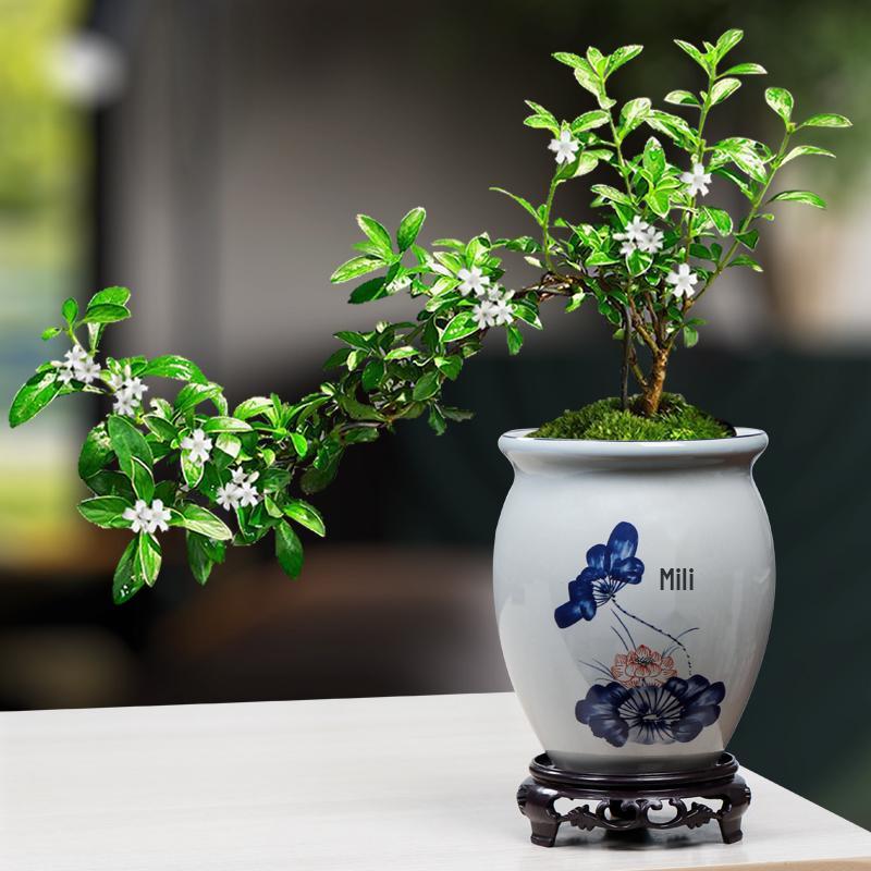 Blue & White Porcelain Flower Pot with Tray for Asparagus Fern, Money Tree, Orchid, Succulents & Bonsai