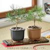 Seishin Togei Home Gardening Easy Cultivation Black Pine Bonsai Cultivation Set Research 9cm The BONSAI Year-Round Kit, (Free Project), Approx. Pot,