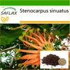 Firewheel Tree - 20 semen - Se substrátem pro lepší pěstování - Stenocarpus sinuatus