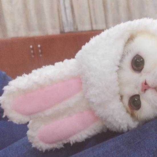 Pet Head Wear Jednobarevná Přenosná Elastická Pokrývka Hlavy Kapuce Klobouk pro Ochranu