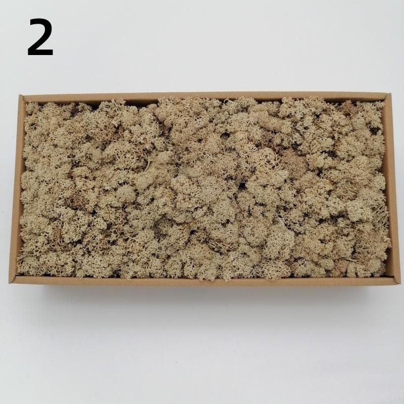 Neue 50/30/10g Künstliche Grüne Pflanzen Ewiges Leben Moos Gras Heim Garten Dekoration Mini Landschaft Künstliche Blume DIY Bastelgeschenke