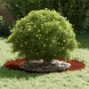 Tree Ring Suitable for Flat Trunk Brown Ø50   80 Cm Weather Resistant Steel