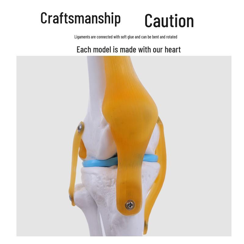 1:1 Human Skeletal Joint Models: Knee, Shoulder, Elbow, Hand, Foot, Hip