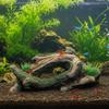 Aquarium Driftwood Tree Root Hideout for Fish & Shrimp, Natural Durable & Corrosion Resistant, Suitable for Freshwater & Saltwater Tanks