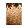 Canvas Painting Autumn Natural Poster Sunset Tree House Grass Reed Wheat Wall Art Print Pictures Living Room Home Decor