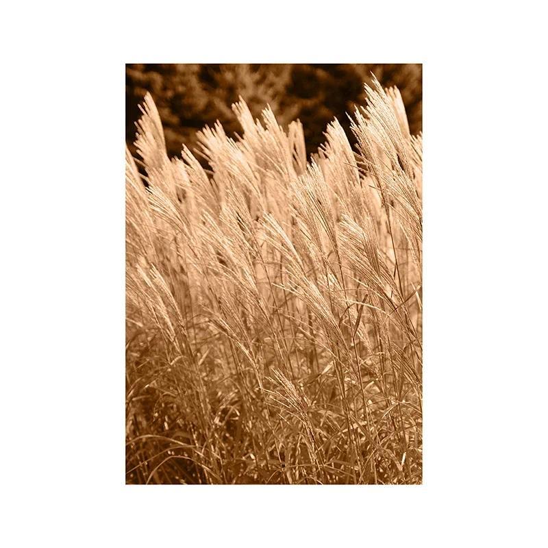 Canvas Painting Autumn Natural Poster Sunset Tree House Grass Reed Wheat Wall Art Print Pictures Living Room Home Decor