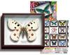 Science Technicolor STC German Box Magnet Collection German Box 3 Apollo Butterfly Ikimono (Single Item)