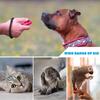 Durable Dog Clicker for Training Easy to Use Wrist Strap Dog Training Clickers User-Friendly Lightweight