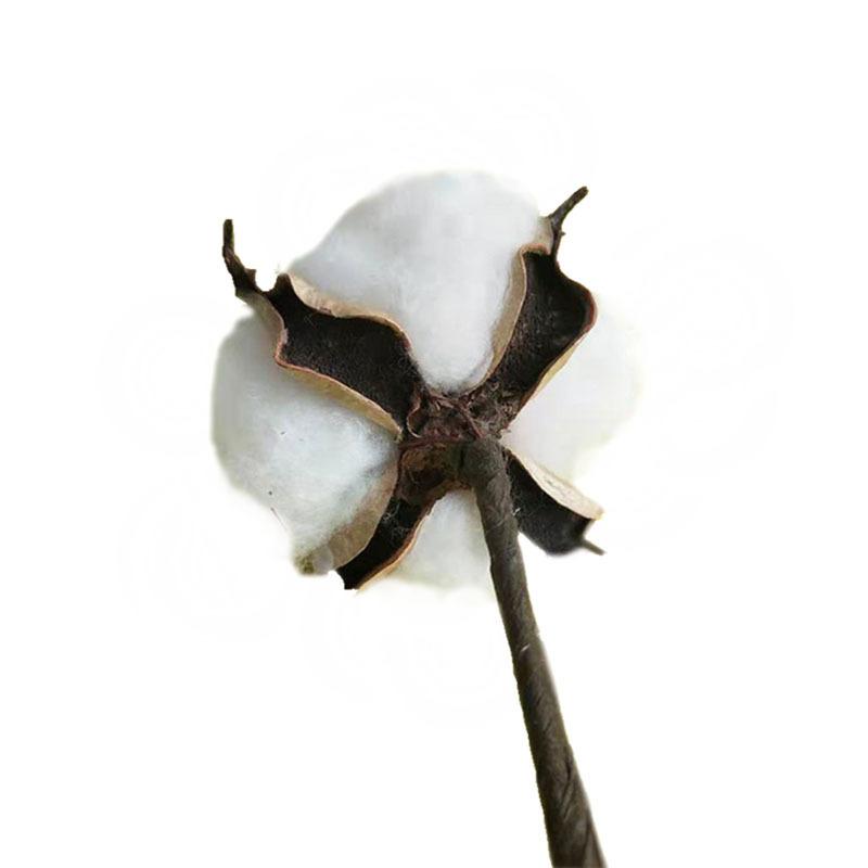 Natural Immortal Cotton Dried Flowers, Single Simulated Fake Flower Cotton Head Shooting Props Flower Arrangement Accessories Art Decoration