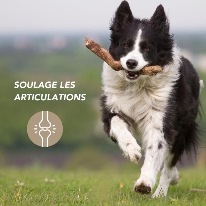 Harpagophytum 100g - Complément Naturel Pour Soutien Articulaire