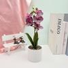 Artificial Plastic Phalaenopsis Flower Bonsai For Event Decoration Home Styling