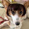 Perruque amusante pour animal de compagnie, déguisement de cosplay, aspect réaliste, ajustable, facile à nettoyer, pour chien et chat de taille moyenne et grande taille, décoration