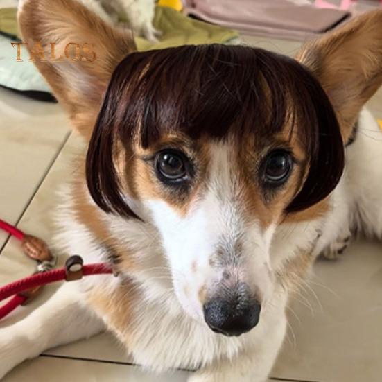Perruque amusante pour animal de compagnie, déguisement de cosplay, aspect réaliste, ajustable, facile à nettoyer, pour chien et chat de taille moyenne et grande taille, décoration
