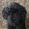 Ninian Kino Plush Toy Realistic Toy Poodle Freely 33cm in Lifelike Pet & Dog, (Black), Poseable, Approx. Length,