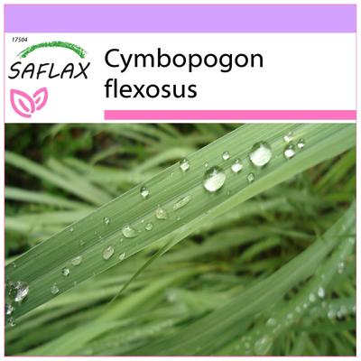 Limon otu - 50 tohum - Cymbopogon flexosus