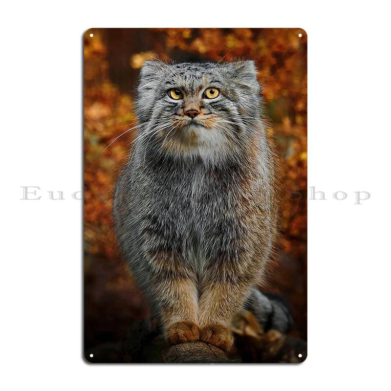 Pallas S Cat Manul Metal Plaque Party Wall Mural Club Bar Garage Designer Tin Sign Poster