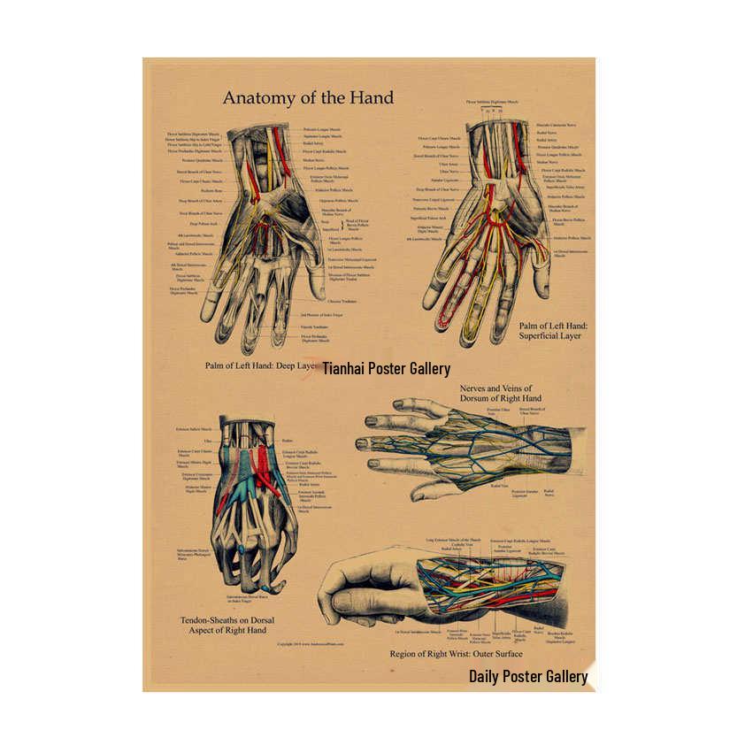 Anatomie kosterního svalstva Diagram Retro plakát pro výzdobu třídy Nástěnné umění (584)