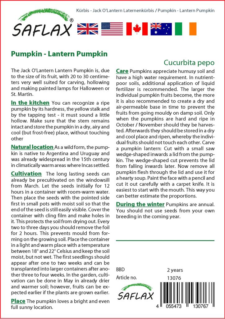 SAFLAX Pumpkin - Lantern Pumpkin - 10 Seeds - Cucurbita Pepo