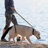 Adjustable Dog Leg Protector for Medium Large Dogs Dog Leg Cover for Wounds Dog Leg Guard with  Straps and Padding