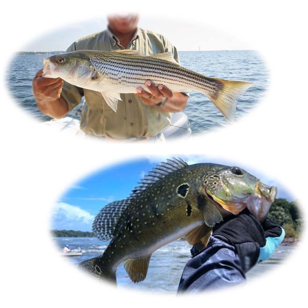 5/10 Stück/Set Künstliche Trockenfliegen Schmetterlings-Köder Mehrfarbig Fliegenfischen Köder Angeln Forelle Lachs Barsch Motte Schmetterling Insekt Köder